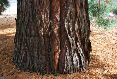 Sequoiadendron giganteum - sekvojovec obrovský - část kmene
